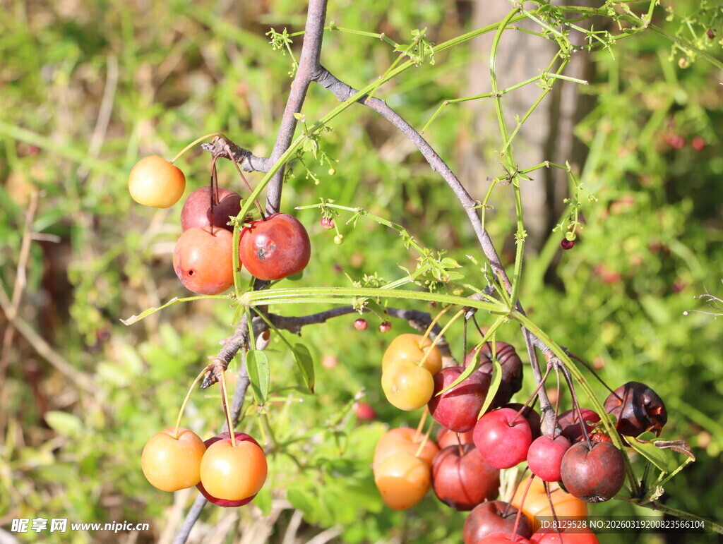 枝头多彩果实