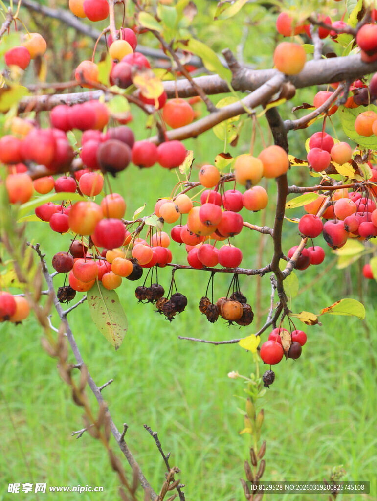 枝头累累的红果子
