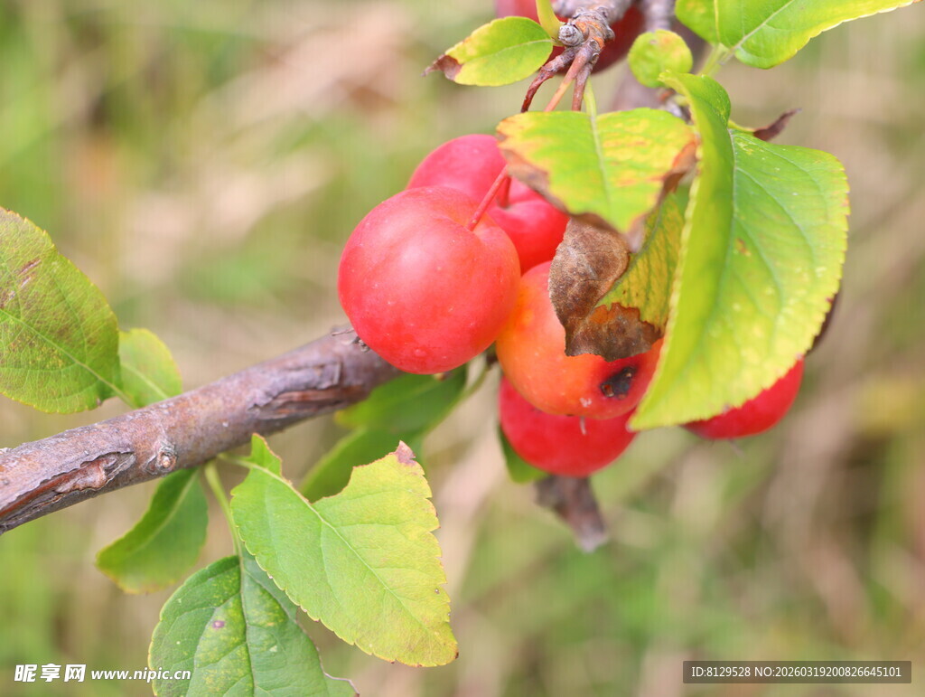 枝头红果绿叶相伴