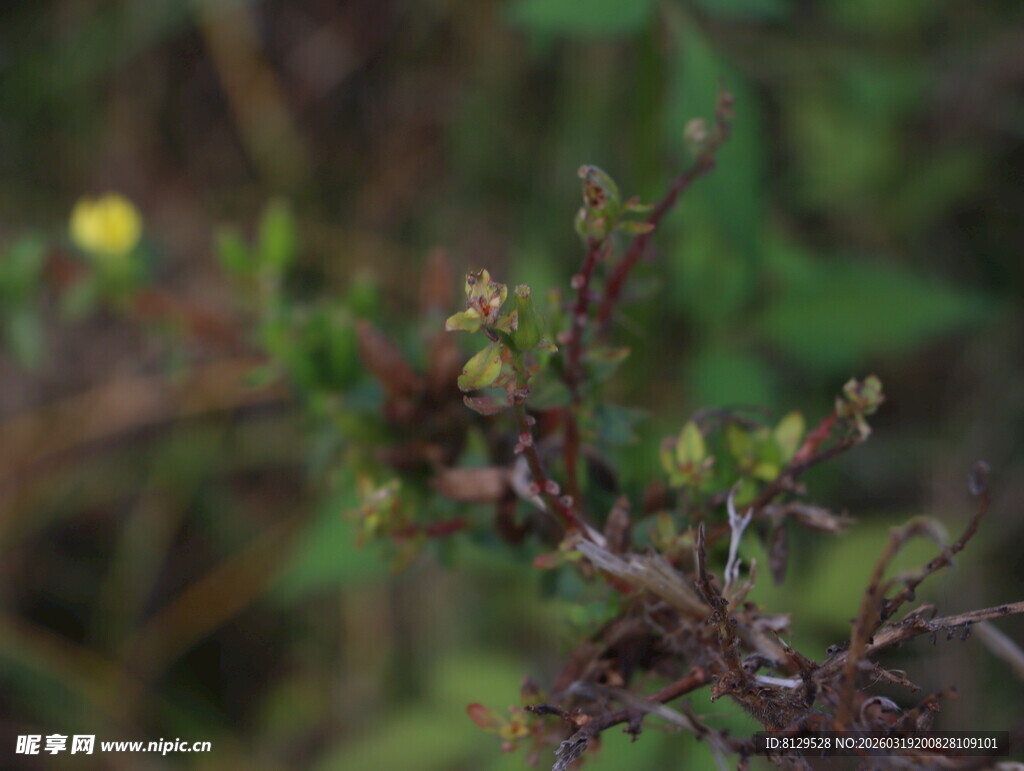 野外带刺小植物特写