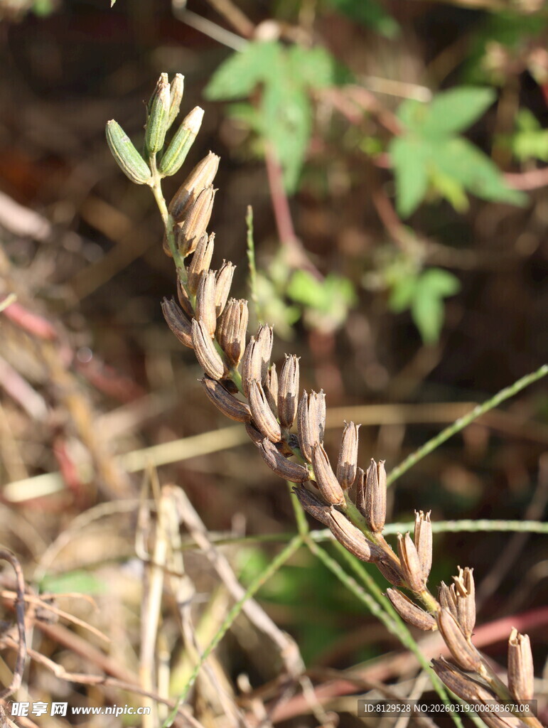 野外的细长草穗植物