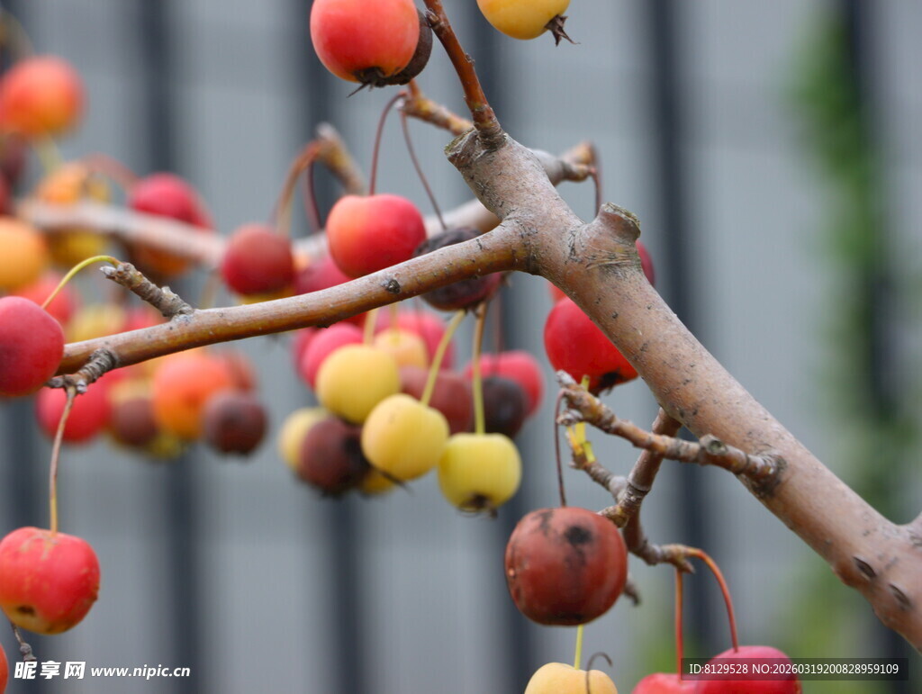 枝头红果秋日美好景象