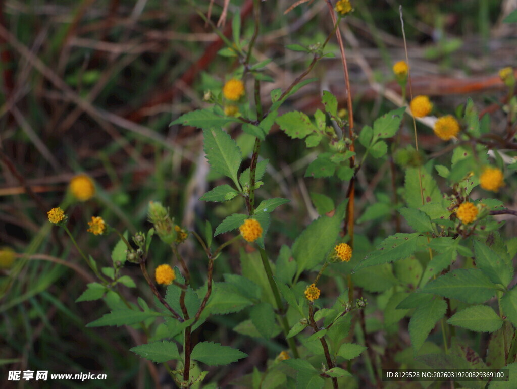 野外绽放的黄色小花