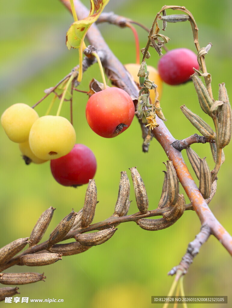 枝头红黄果实