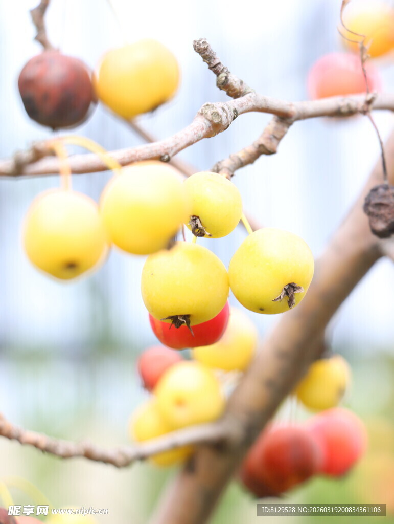 枝头多彩果实娇艳欲滴