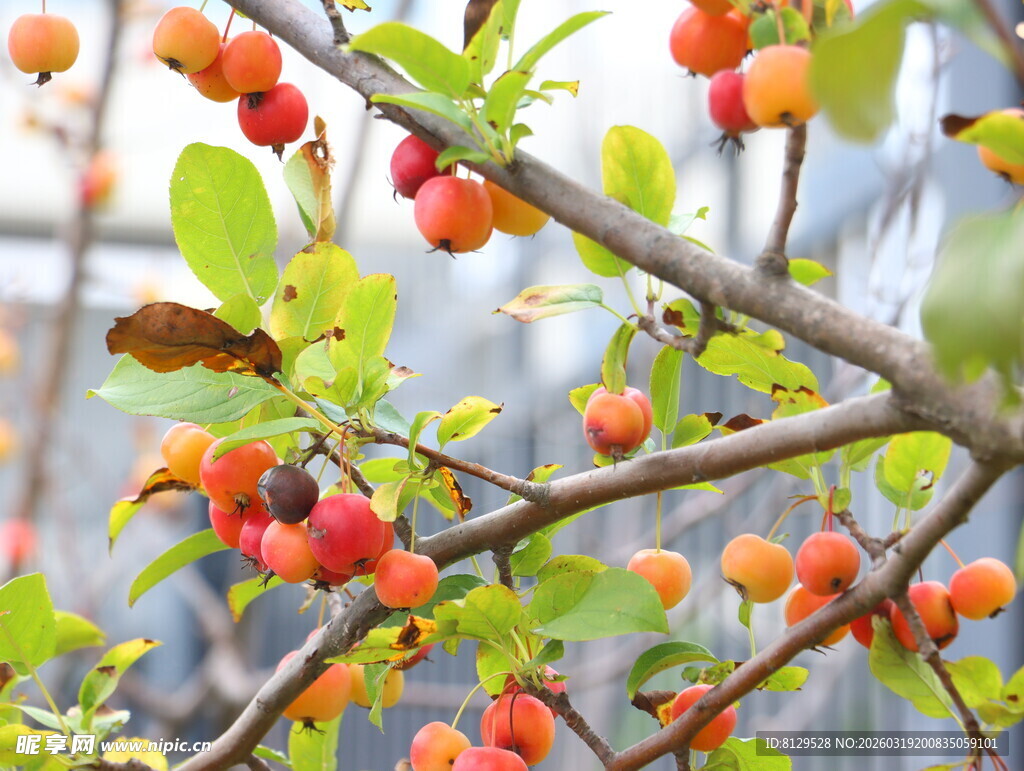 枝头红果绿叶相映成趣