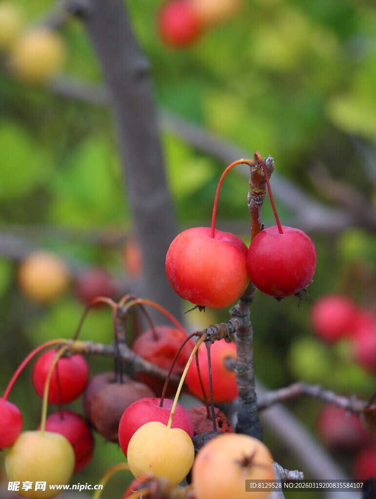 枝头红果自然清新之景