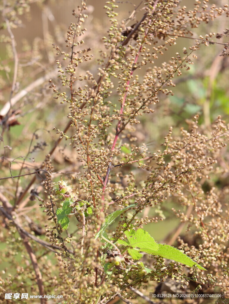野外植物枝叶特写