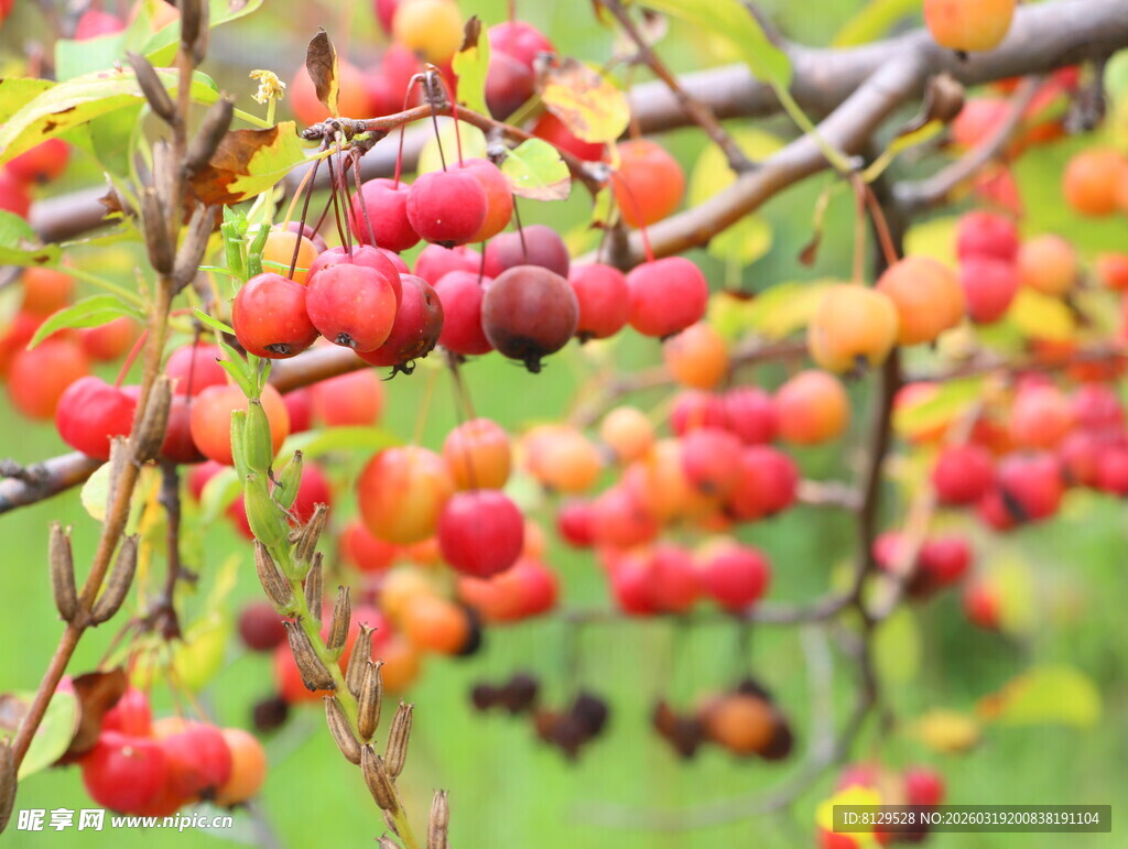 枝头红果秋意盎然