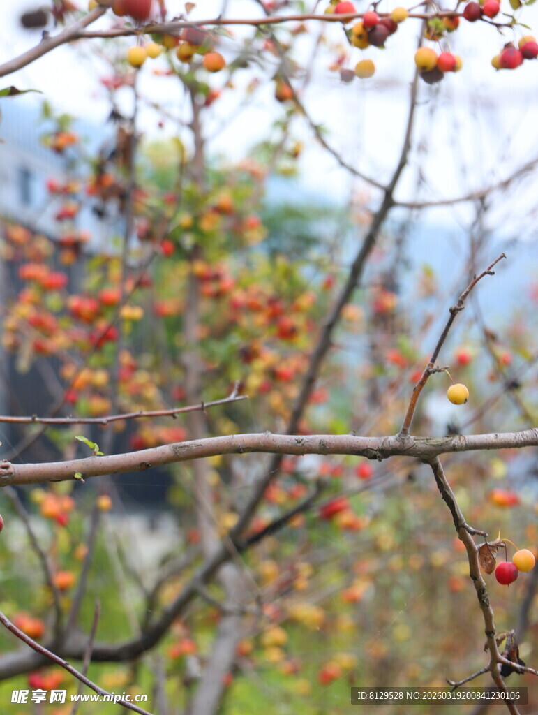 枝头红果秋日自然景致