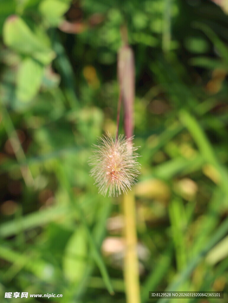 毛茸茸的植物特写