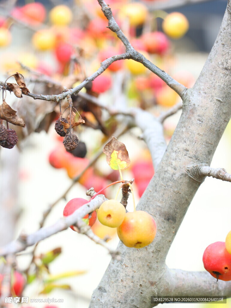 枝头多彩果实景致