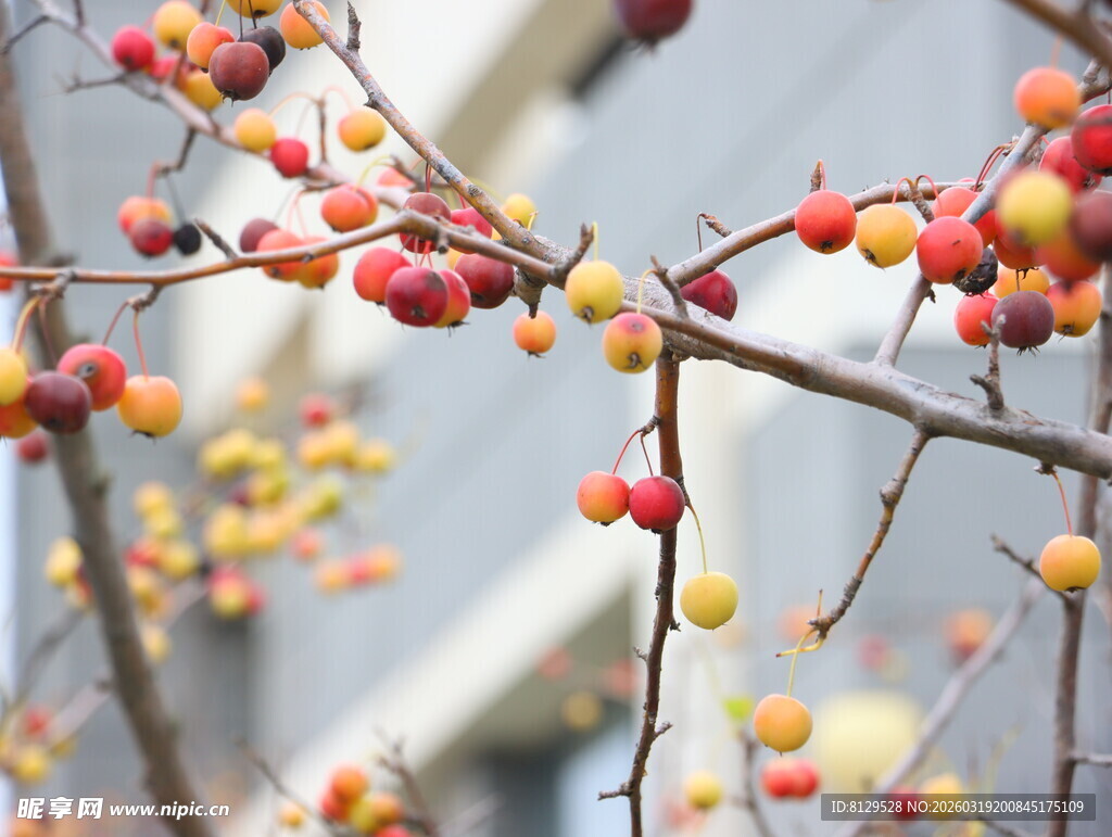 枝头多彩果实诱人