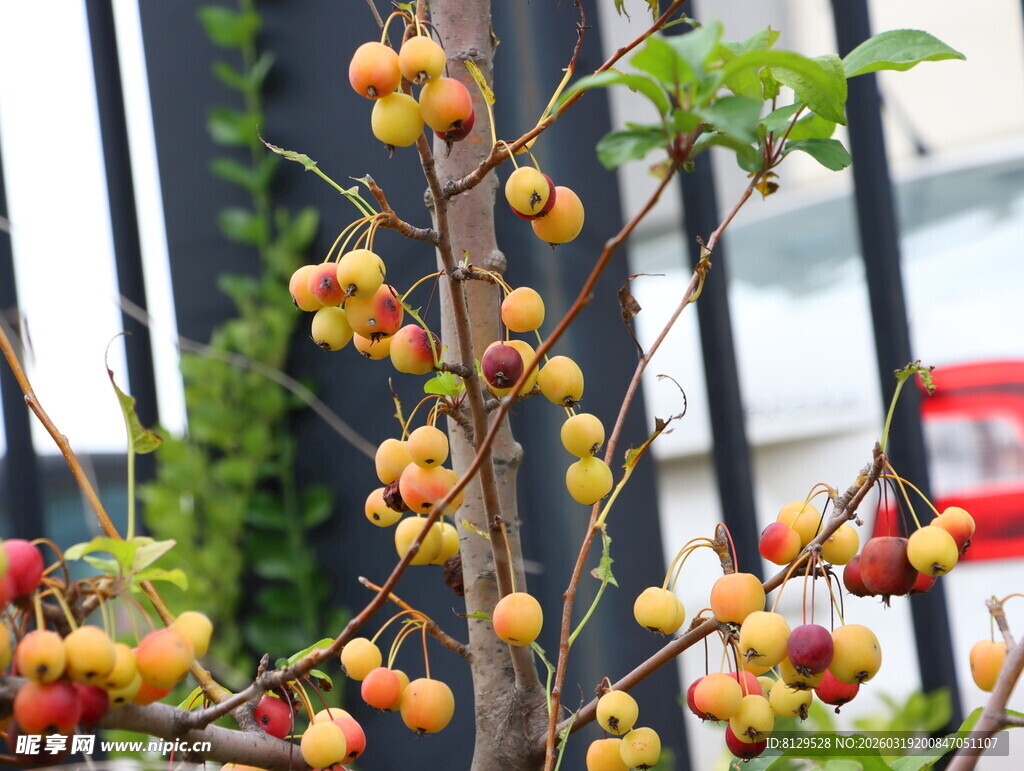 枝头硕果累累的诱人果实