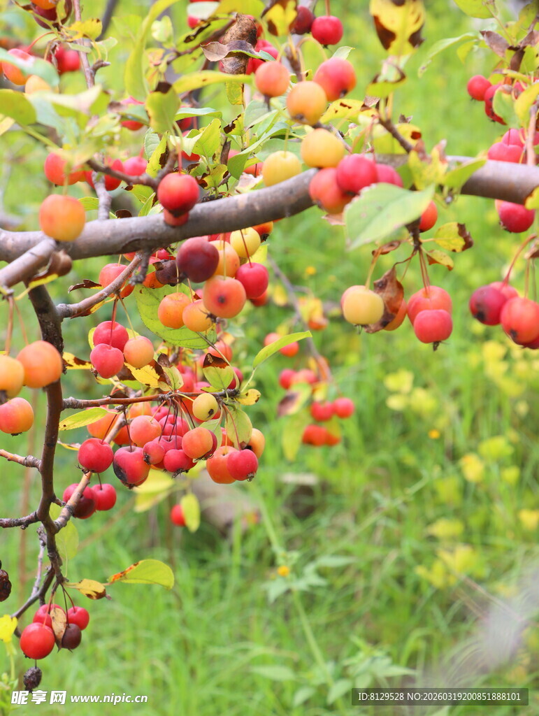 枝头硕果累累的红苹果