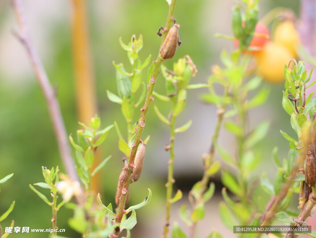 嫩绿植物枝丫特写