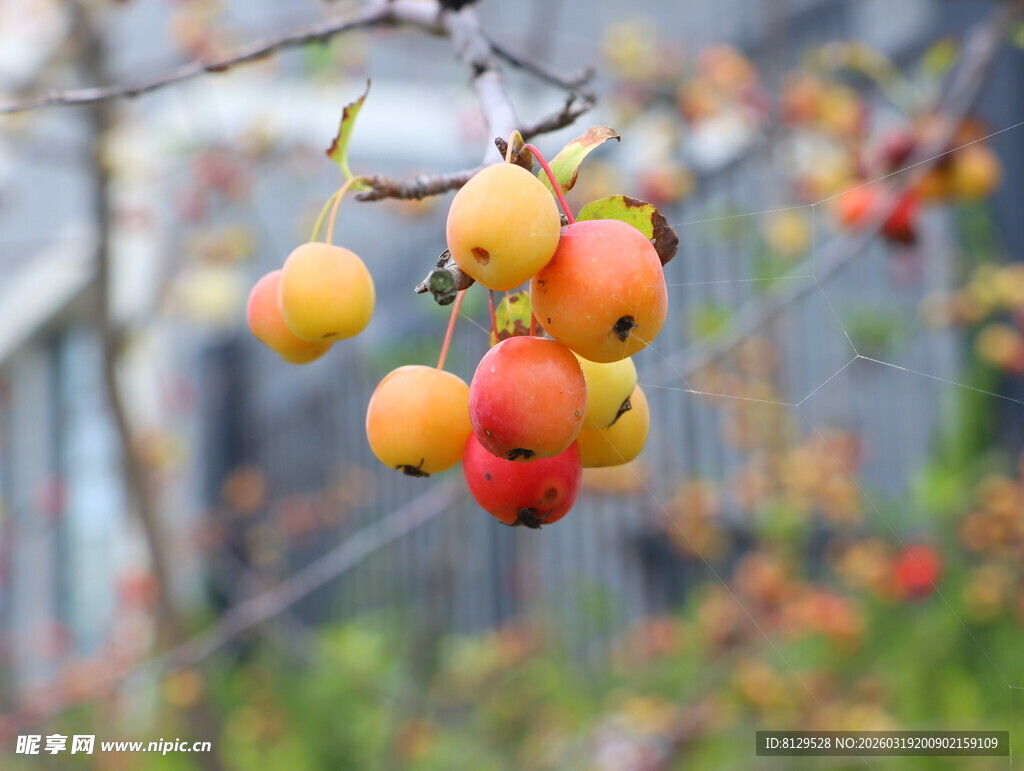 枝头硕果累累的鲜艳果实