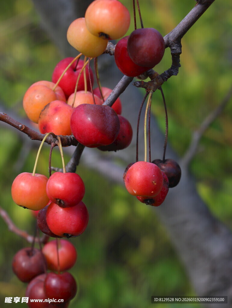 枝头饱满诱人的新鲜樱桃