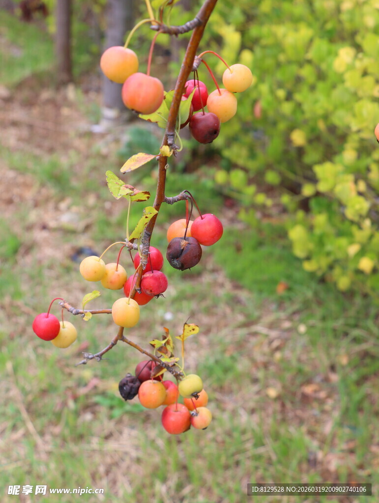枝头多彩果实诱人