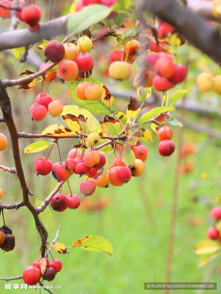 枝头累累的红苹果