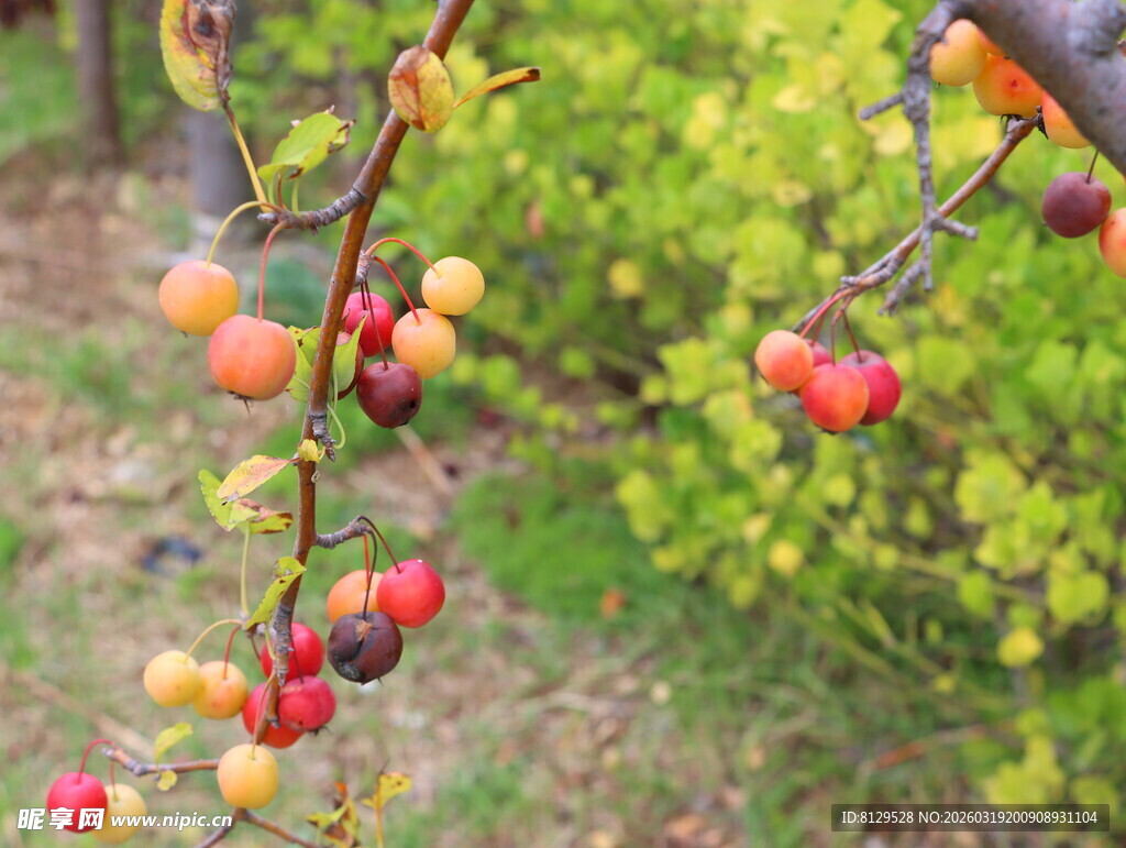 枝头多彩果实挂满