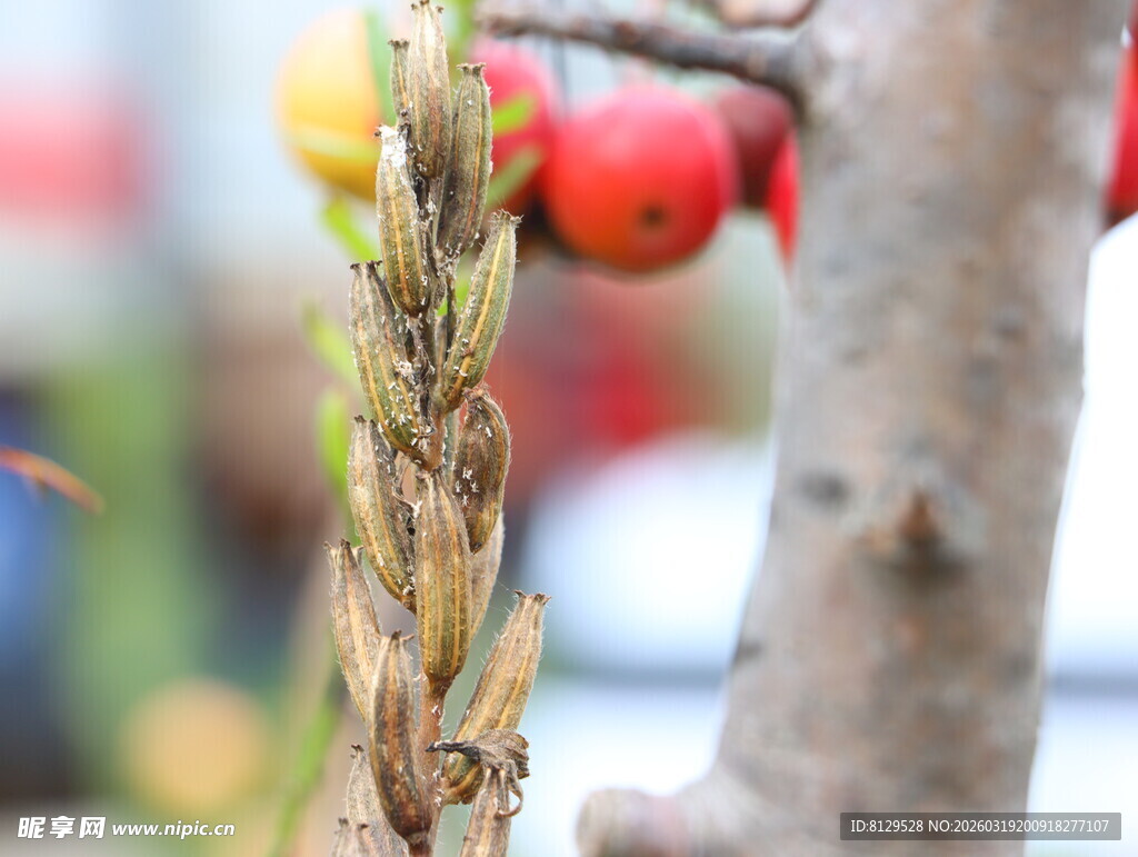 枝头果实与麦穗特写