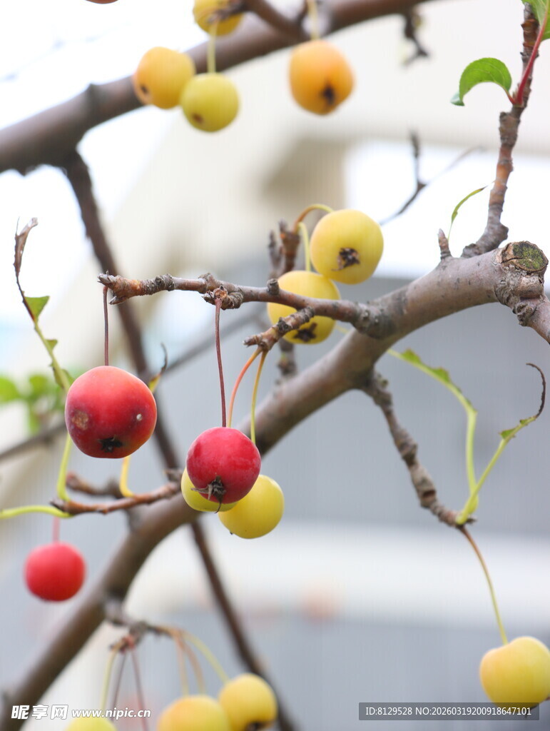 枝头多彩果实挂