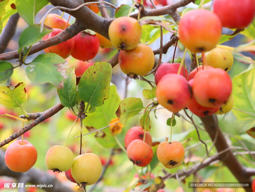 枝头累累的红黄色果实