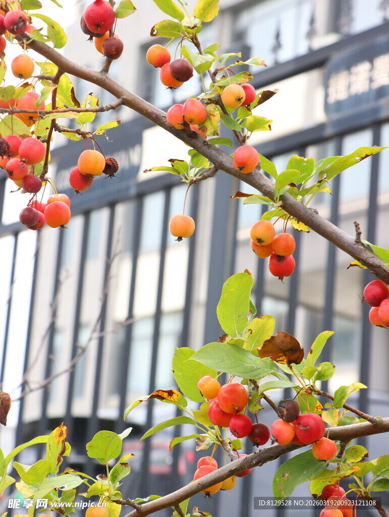 枝头红果绿叶相映成趣