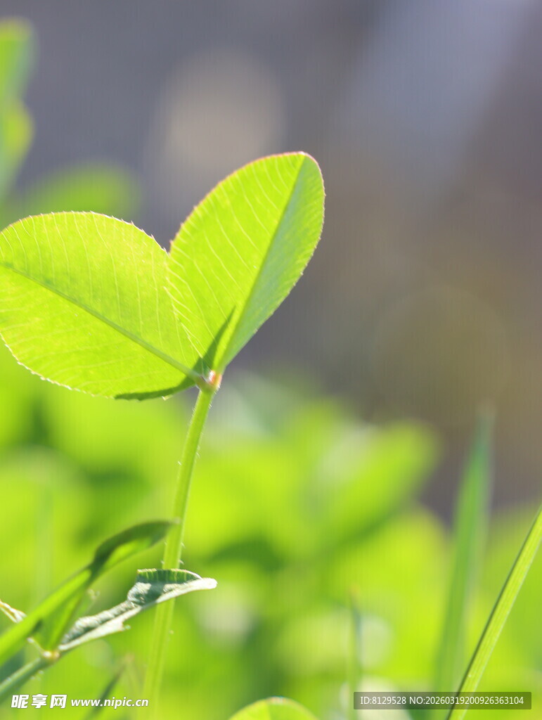 嫩绿新芽生机初绽