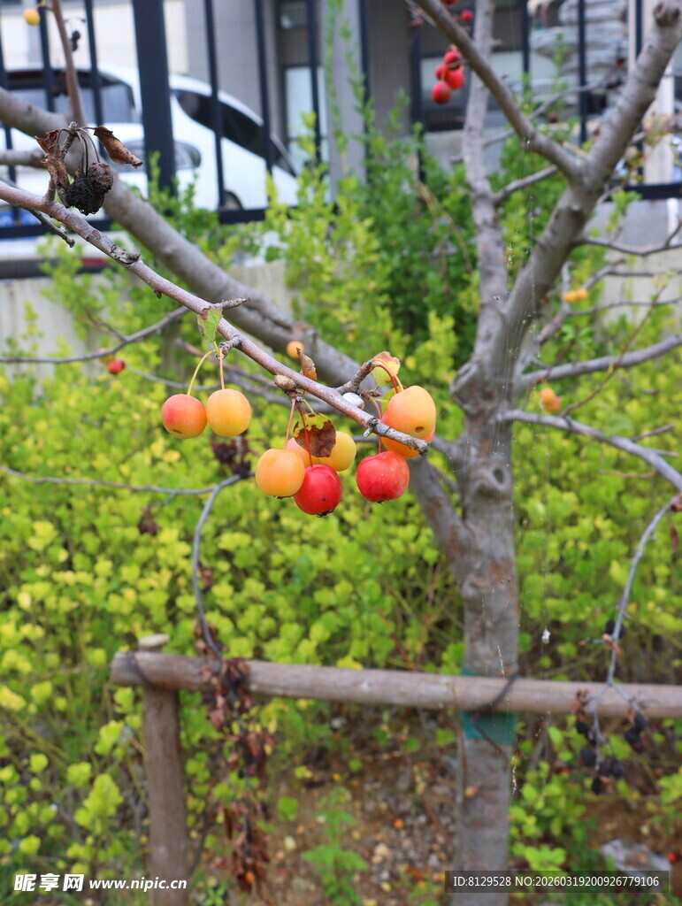 枝头硕果累累的苹果树