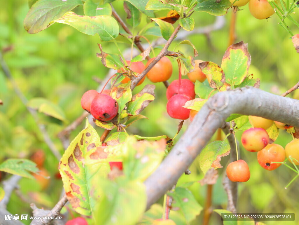 枝头硕果累累的多彩果实