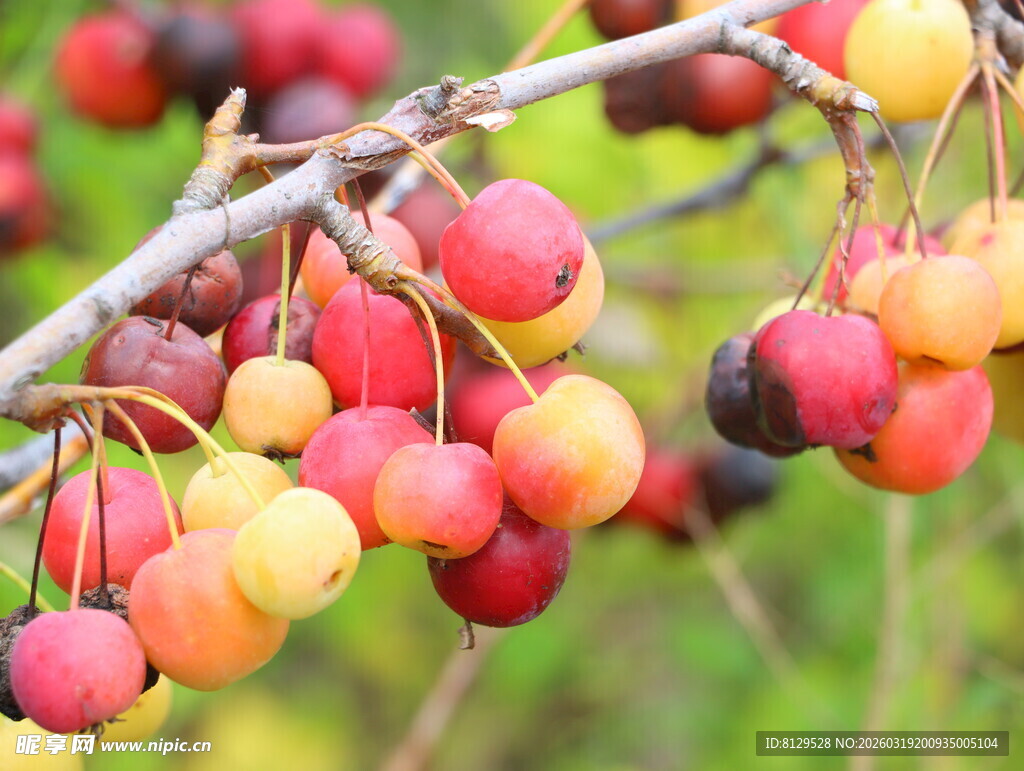 枝头多彩海棠果实