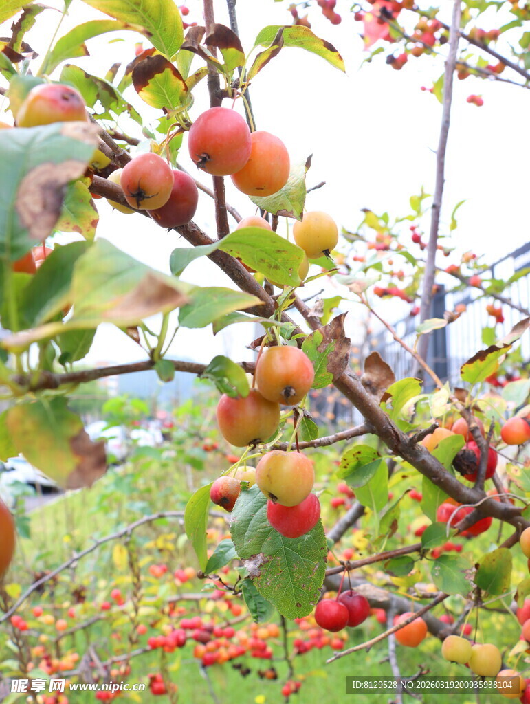 枝头累累的红苹果