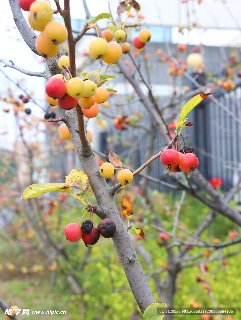 枝头多彩果实