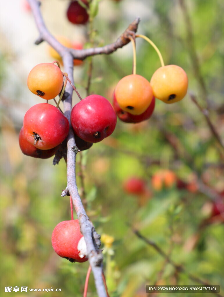 枝头的多彩小果实