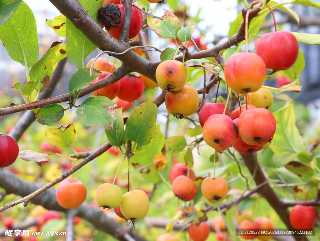 枝头硕果累累的红苹果