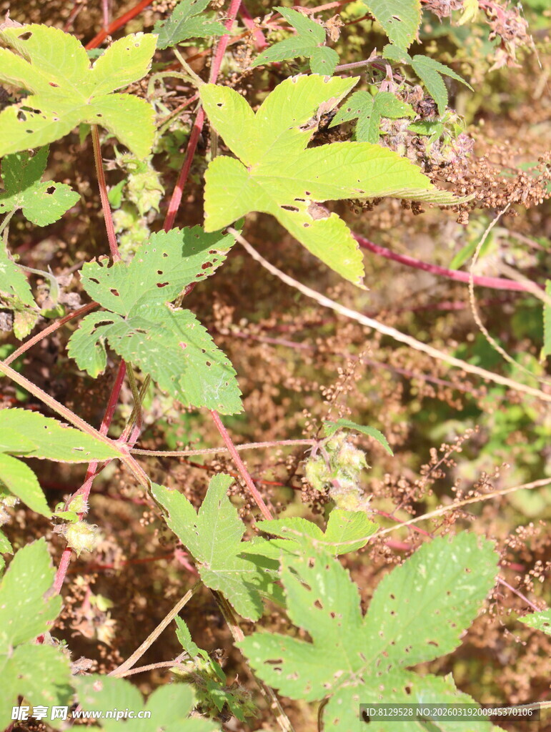 野外生长的多彩植物