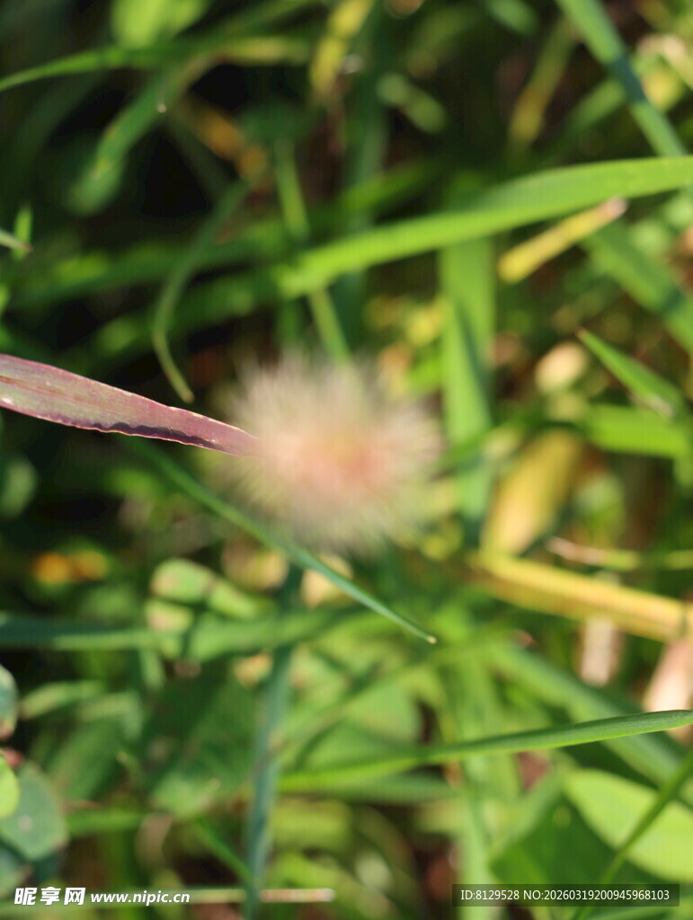 草丛中的模糊植物特写