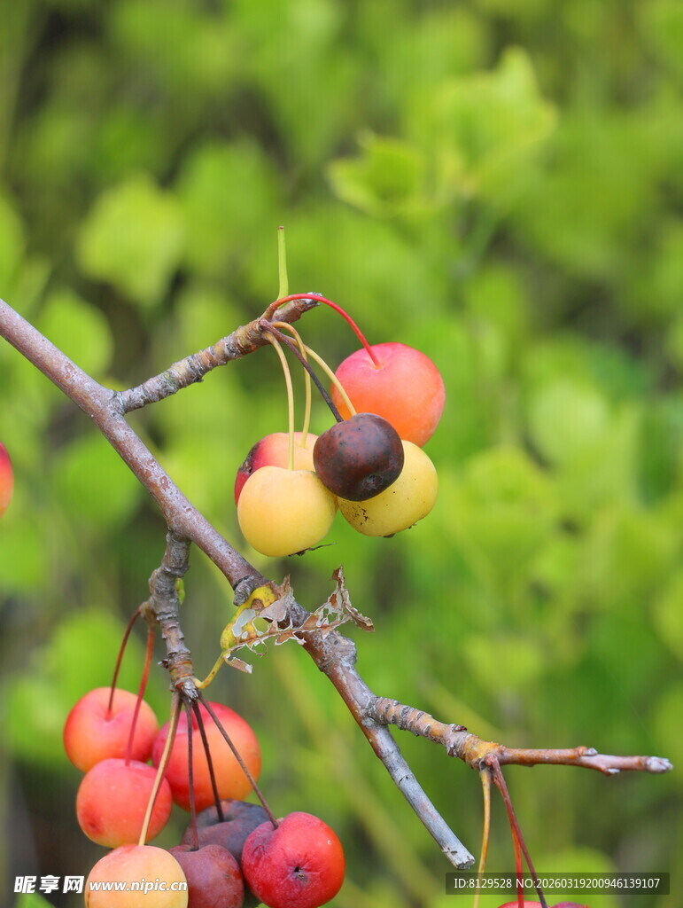 枝头多彩果实诱人