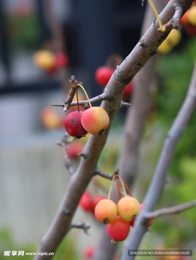 枝头多彩海棠果