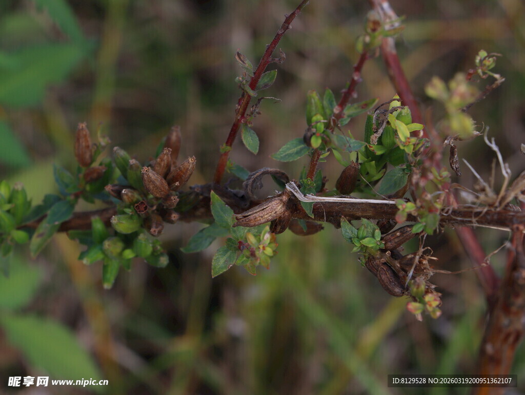 带刺植物的局部特写