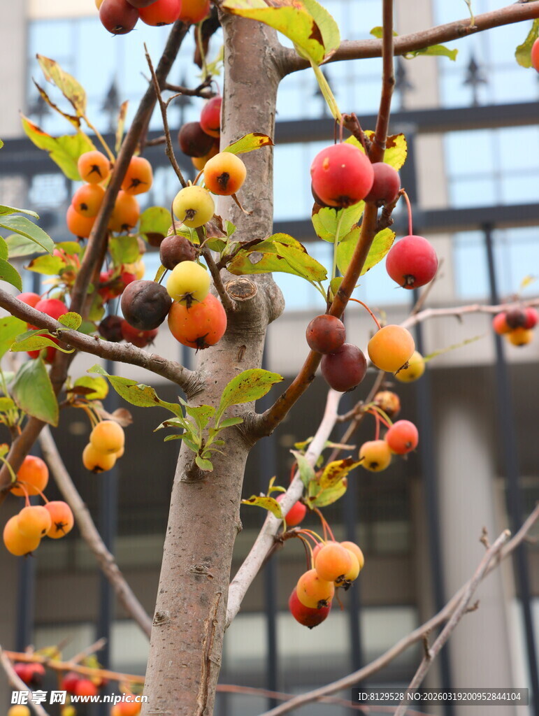 枝头挂满橙红诱人柿子