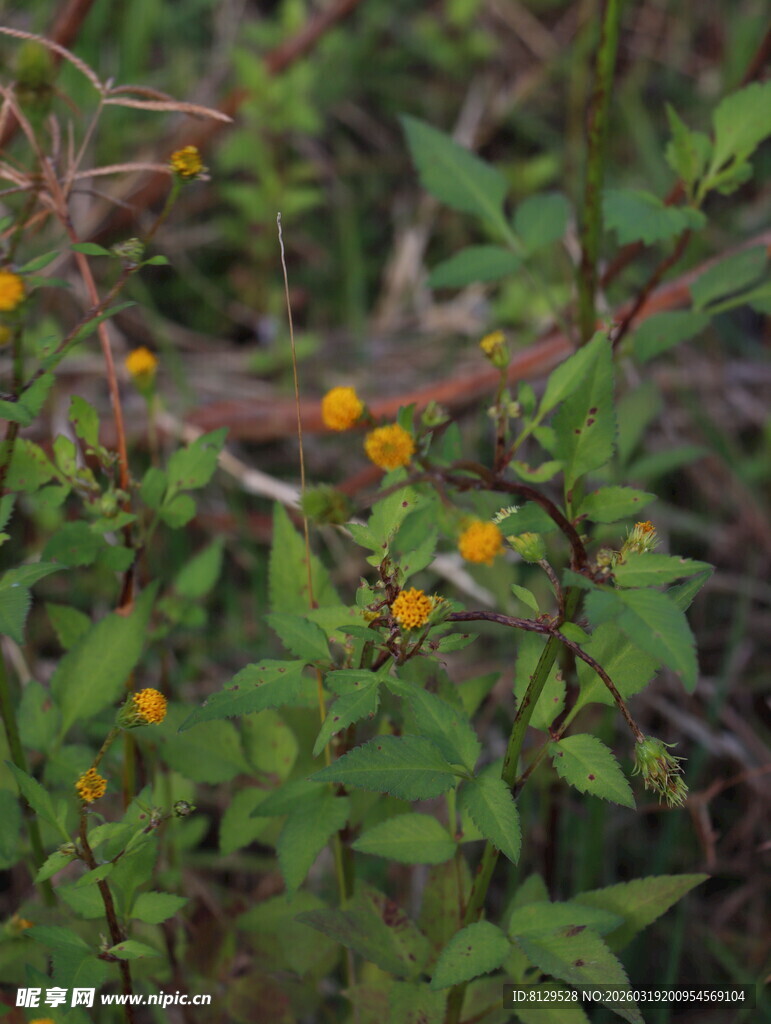 绿叶间的黄色小果实