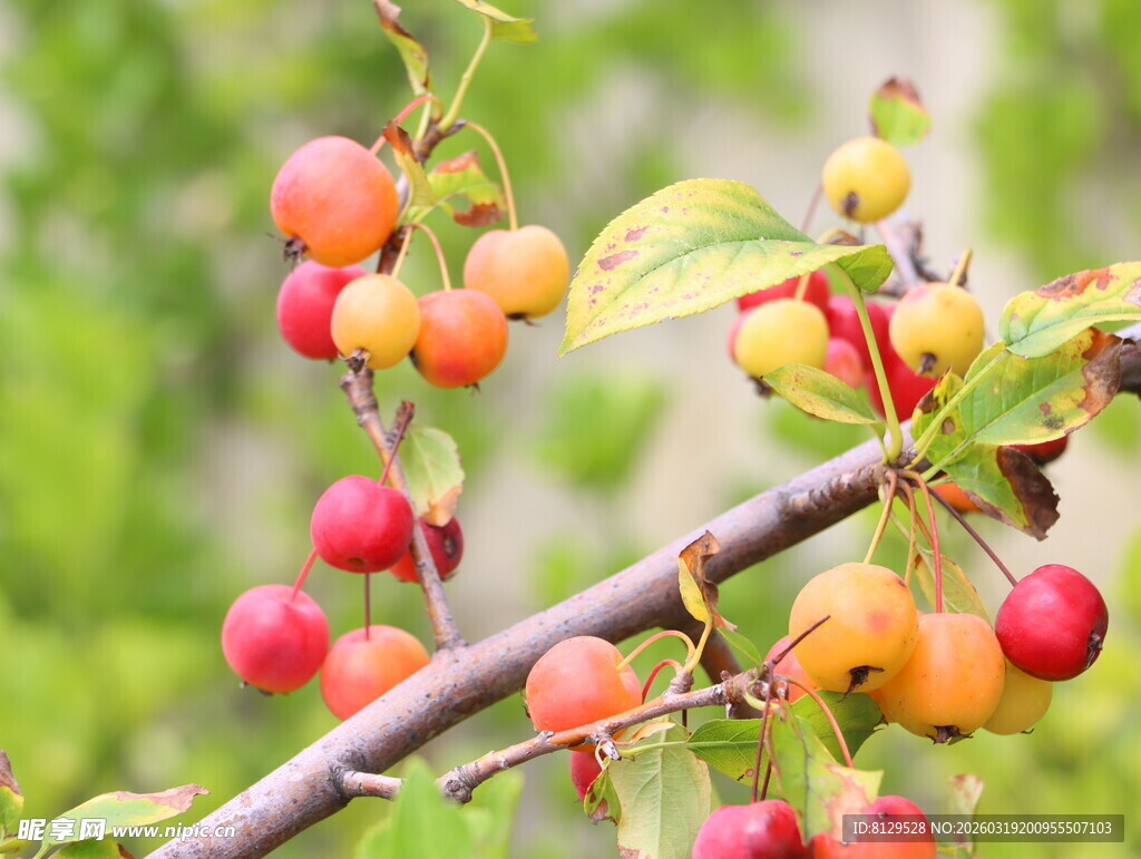 枝头鲜艳的多彩小果实