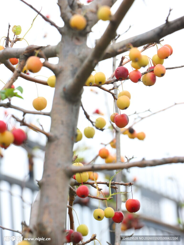 枝头硕果累累的多彩果实