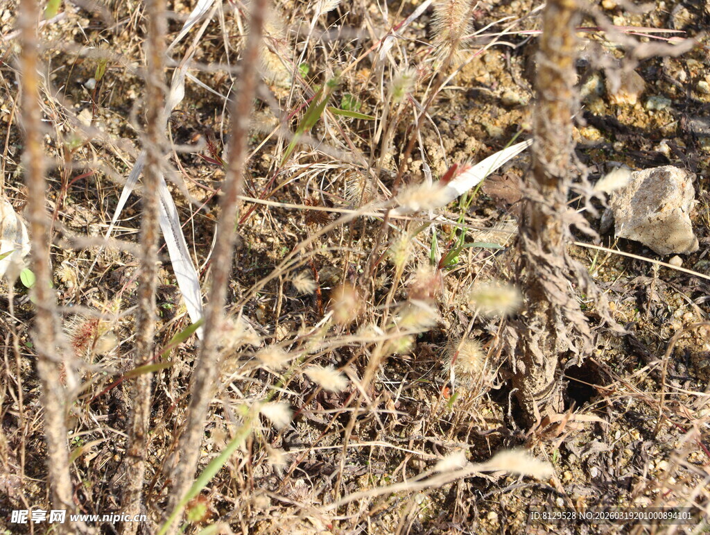 地面干枯杂草景象