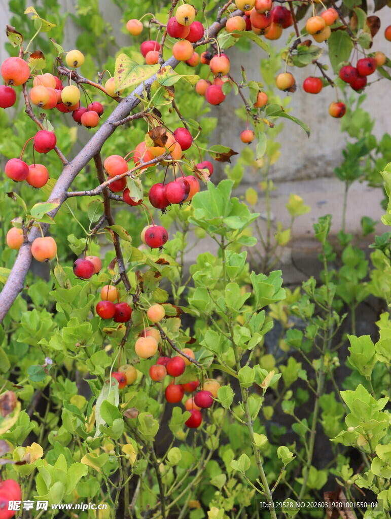 枝头红果映绿叶