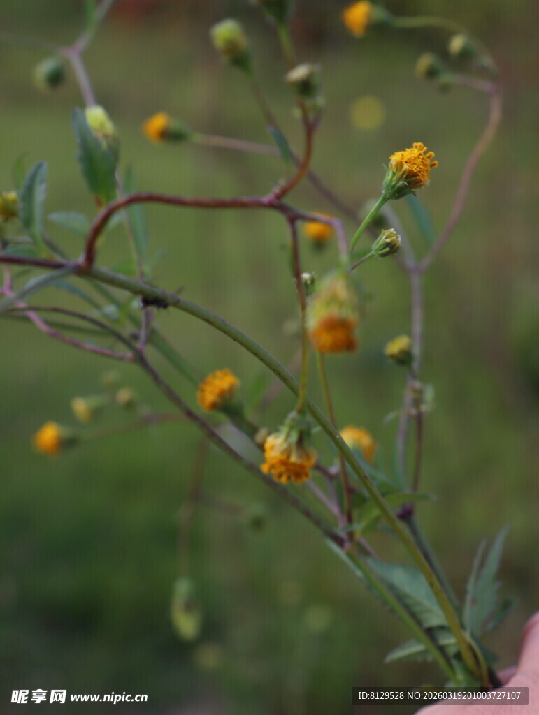 手持黄色小花植物特写