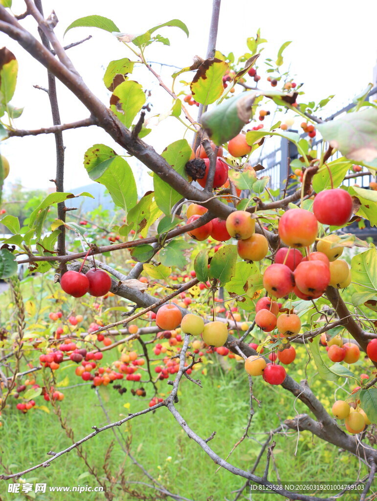 枝头累累红果秋意盎然